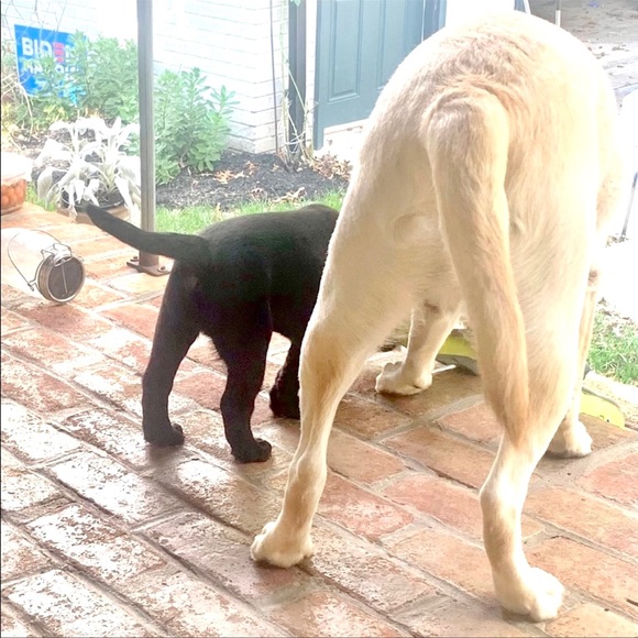 Meet your Posher, Pam - Picture 2 of 16